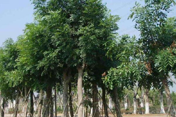 桃花心木 桃花心木